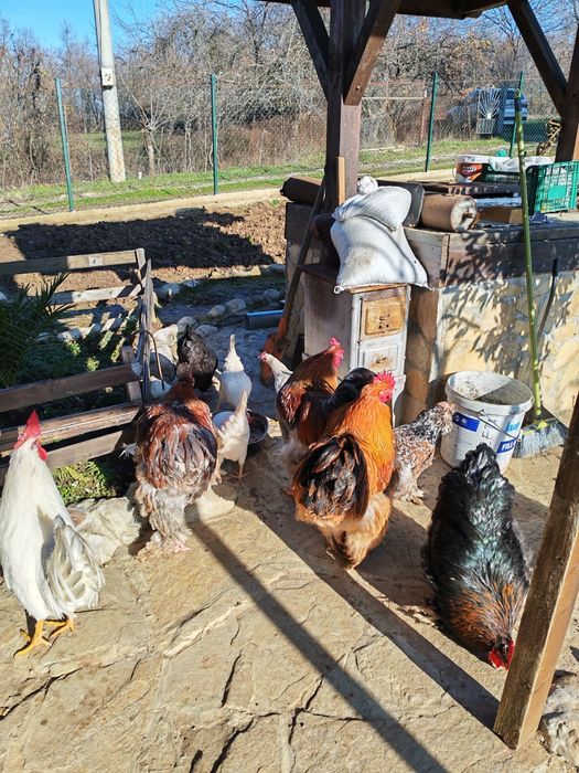 Продавам много красиви  петли