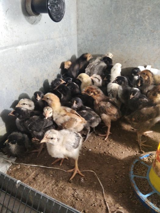 Цыплята домашних курей