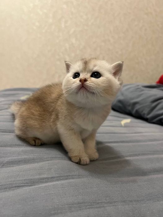 Продаются котята породы скотиш фолд. Шиншила. Серебристая и Золотистая