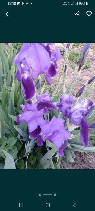 Ромашка белая крупная