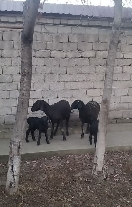 Куй qo'y сотилади она бола