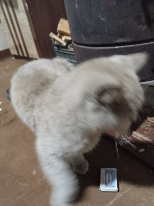 Mushuk sotiladi tezkorlik bilan zoti beritish mix