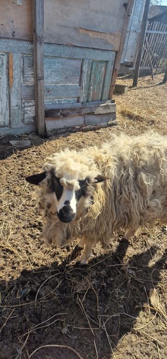 Vand mielute, tap si capre