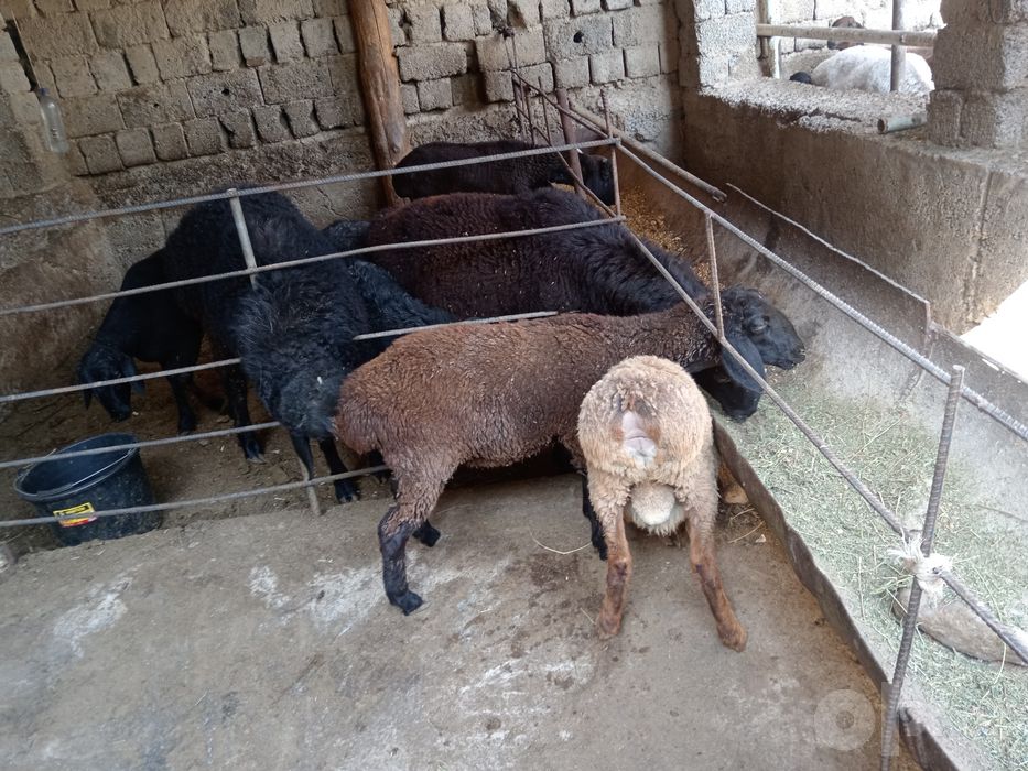 Egizak qoylar sotiladi rasmdagi qoy va qochqorl