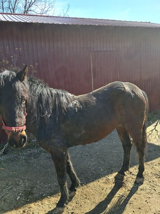 Vând cal iapă  11 ani  și căruță cu ham iapă ascultătoare și cuminte.
