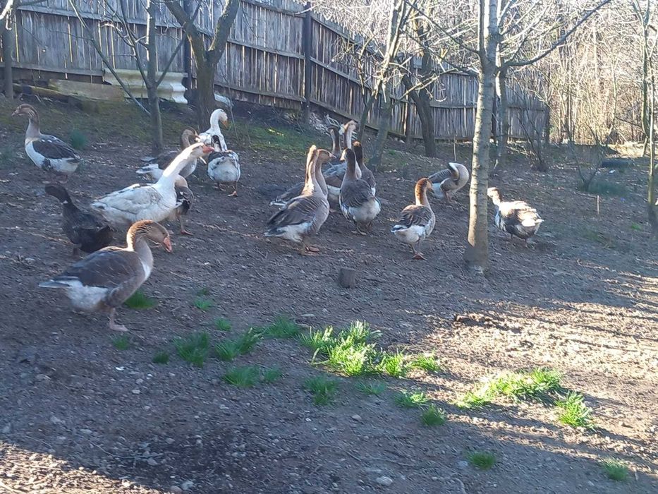 Vand gaste si oua pentru incubat