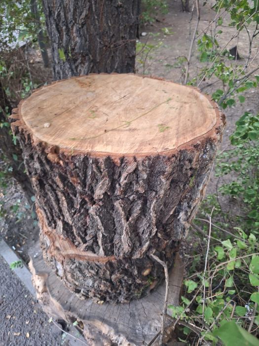 Продам спилы карагача