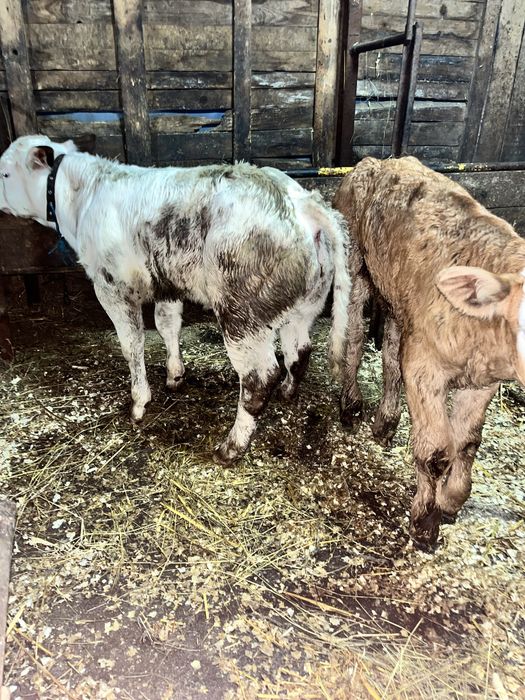 Vand Taurasi Vitei De Carne