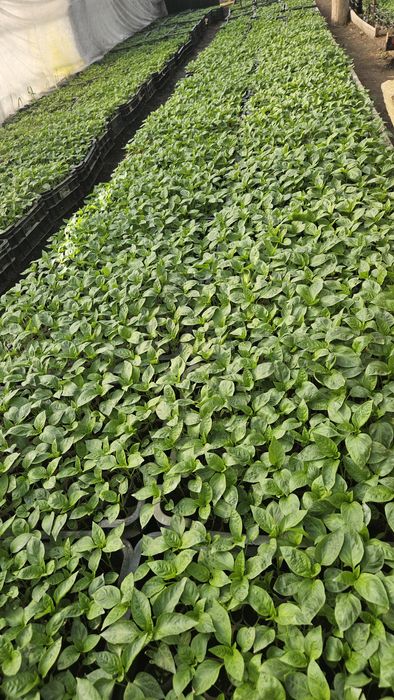 Răsaduri de legume, roșii, ardei, altele