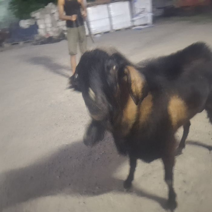 Продам срочно англо нубиски казел