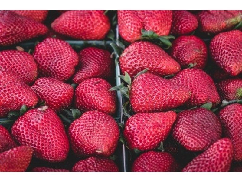 елитен расад эа ягуди