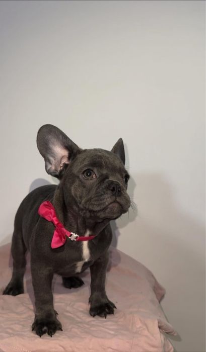 Bulldog francez fetita