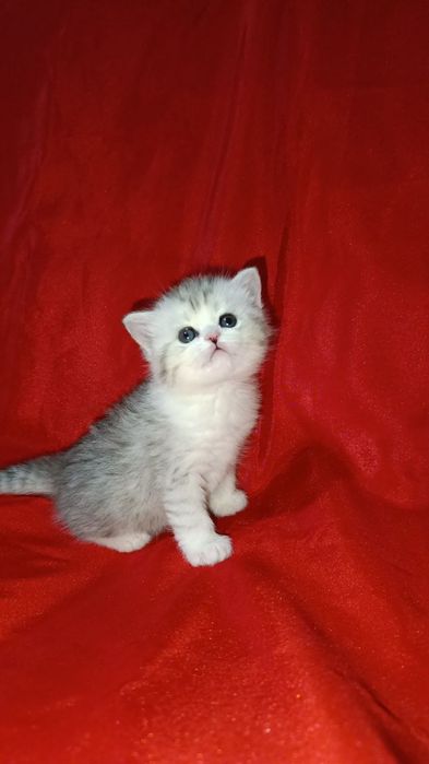 Продаются котята