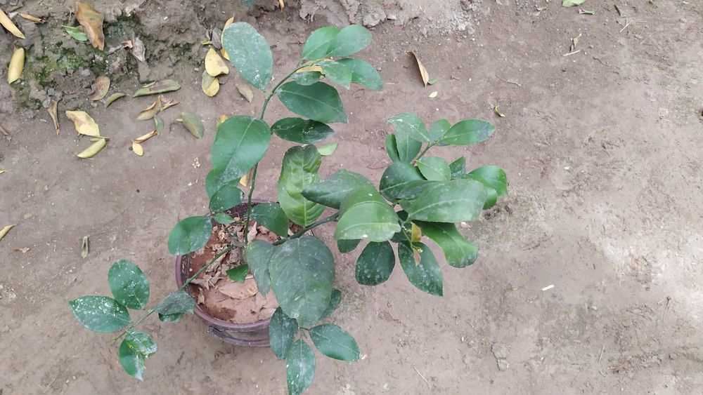 Limon kuchati Lisbon navi 3 yillik xosilga kirgani xam bor