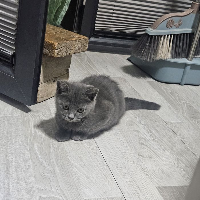 Шотландский скоттиш страйт, 2,5 мес., мальчик,  100% здоровый