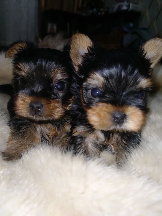 Йоркширский терьер