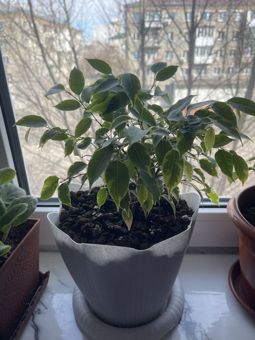 Ухоженные цветы .