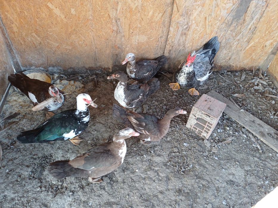 Rațe mute de vanzare!