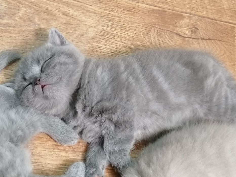Британские котята мальчики