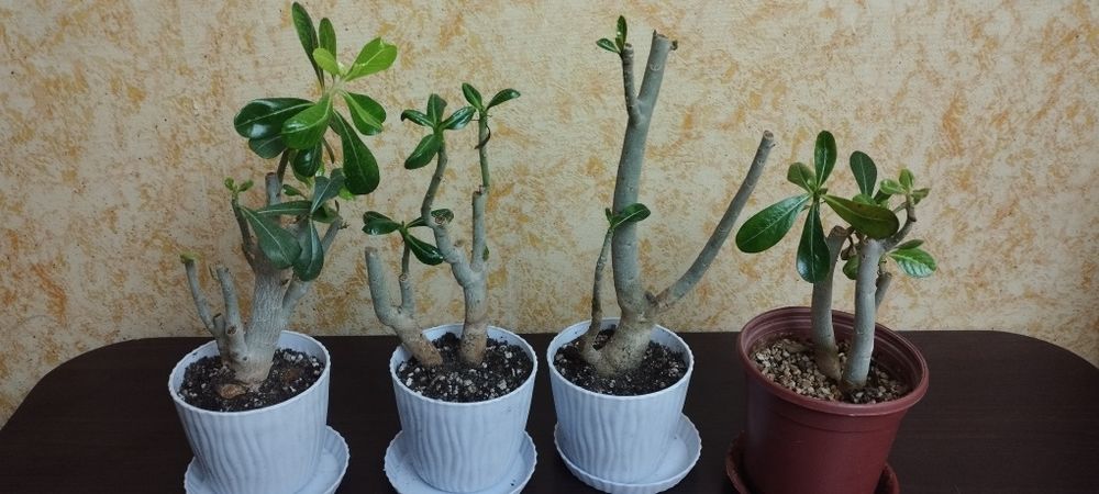 Адениум Микс. Продаю свои семена и черенки. И  Укоренённые черенки