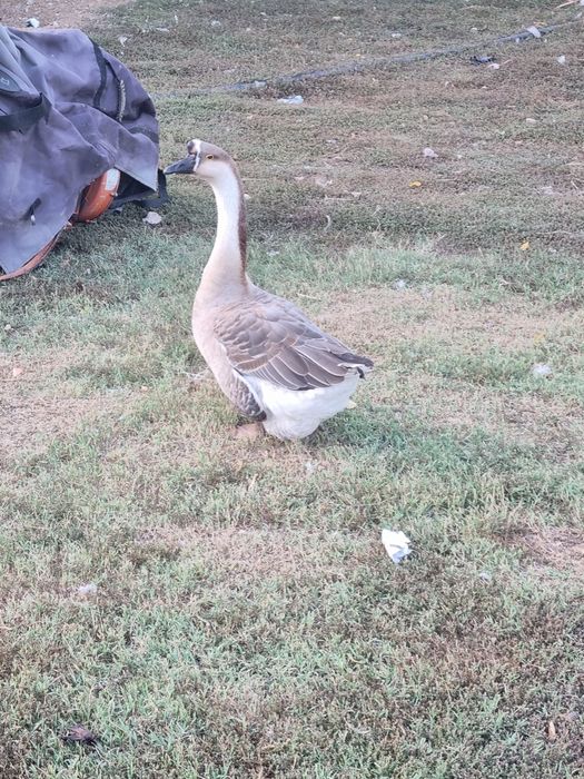 Gaste la schimb cu alte pasari