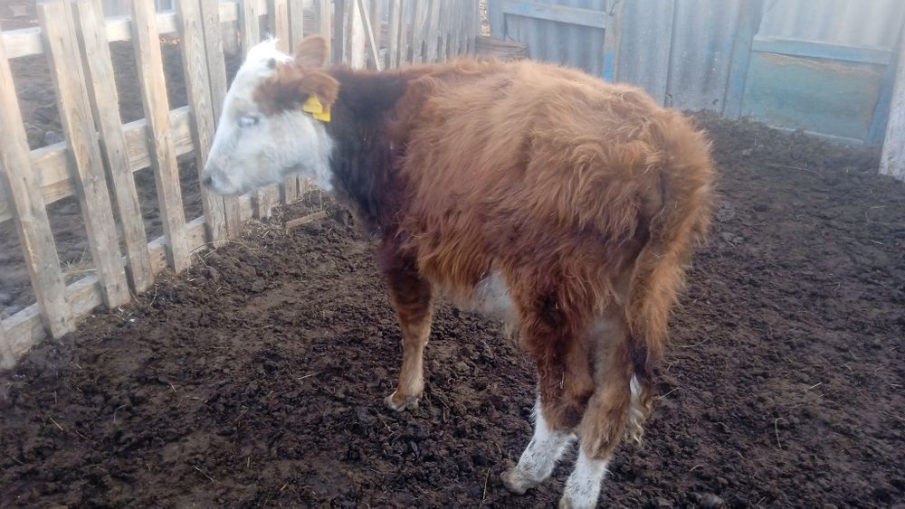 Еркек баспақ сатылады