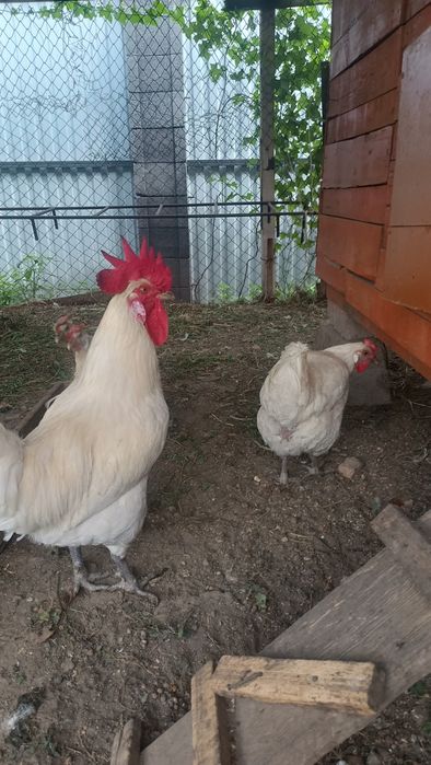 Продам Бресс галльская