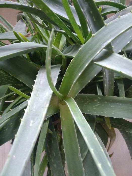 Алоэ вера Продаётся