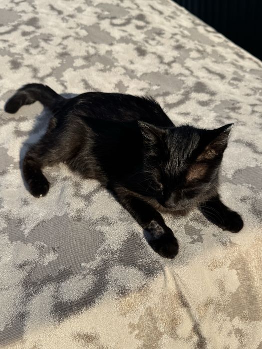Отдам котят кошку