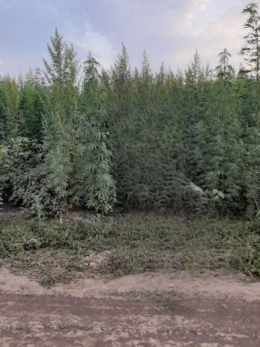 Semințe cânepă certificate European