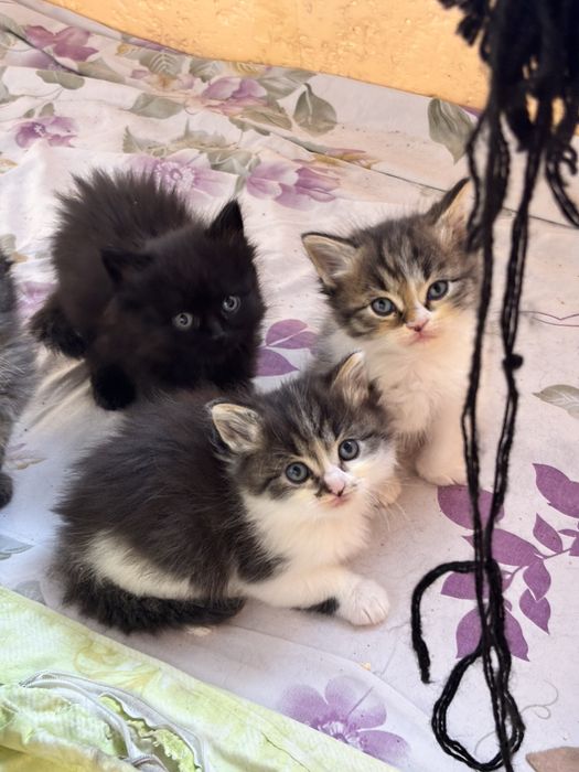 Отдам котят в добрые руки