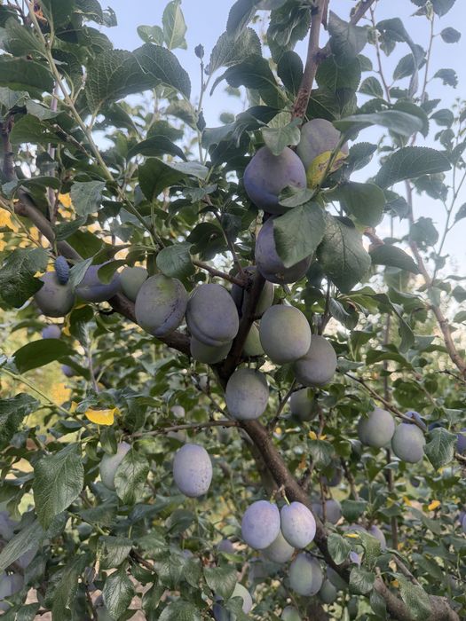 Prune Tophit/Stanley/bluefree/topEnd