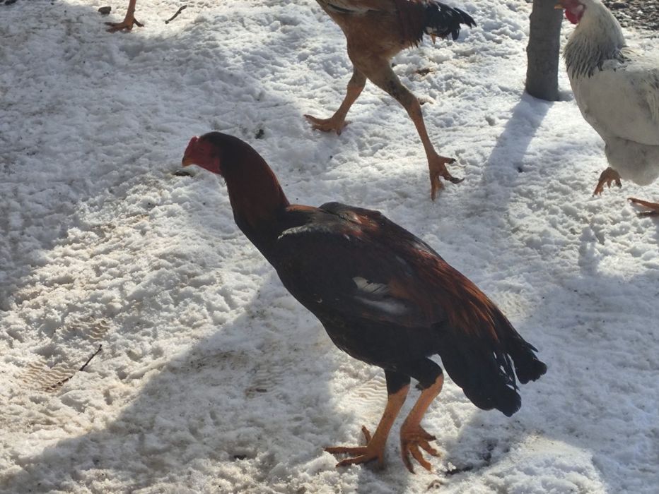 Продам бойцовых петухов