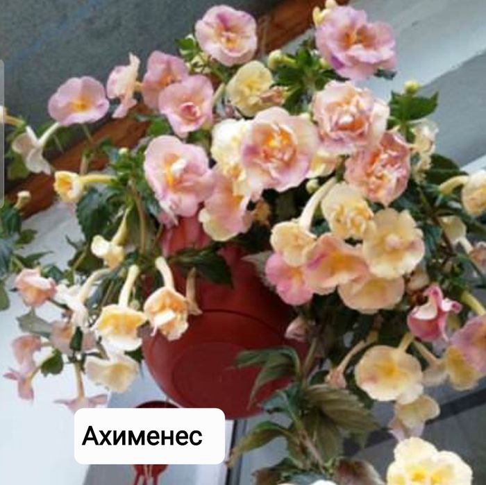 Продам цветы комнатные