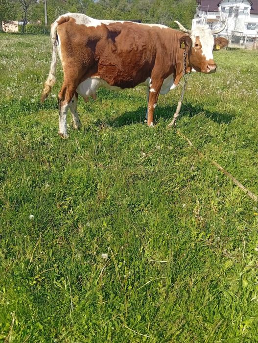 Vand vaca de 8 ani