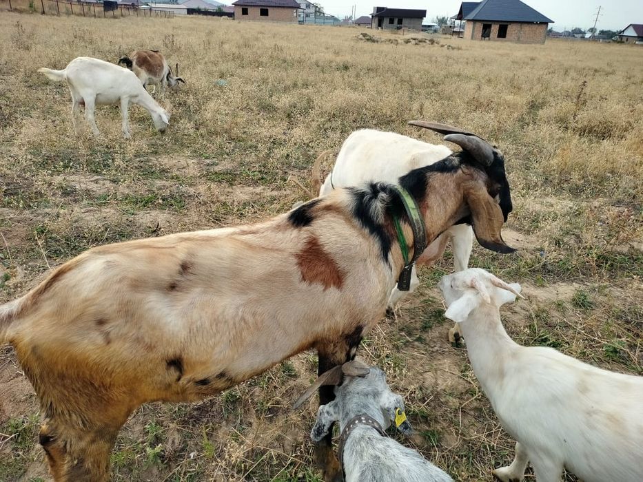 Ешкі қашыру Вязки коза