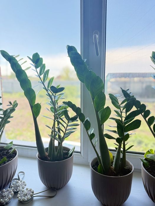 Долларовое дерево