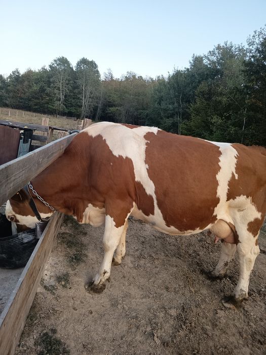 Vând 3 vaci foarte bune de lapte și o vitea de 1 an și 2 luni