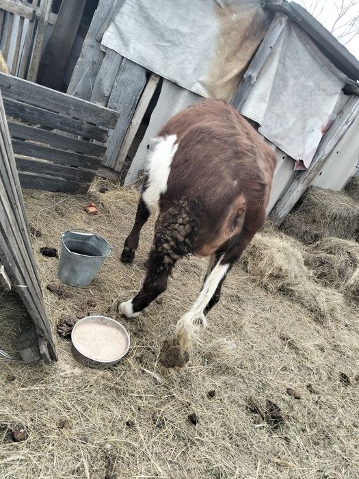 Продам телку. На мясо