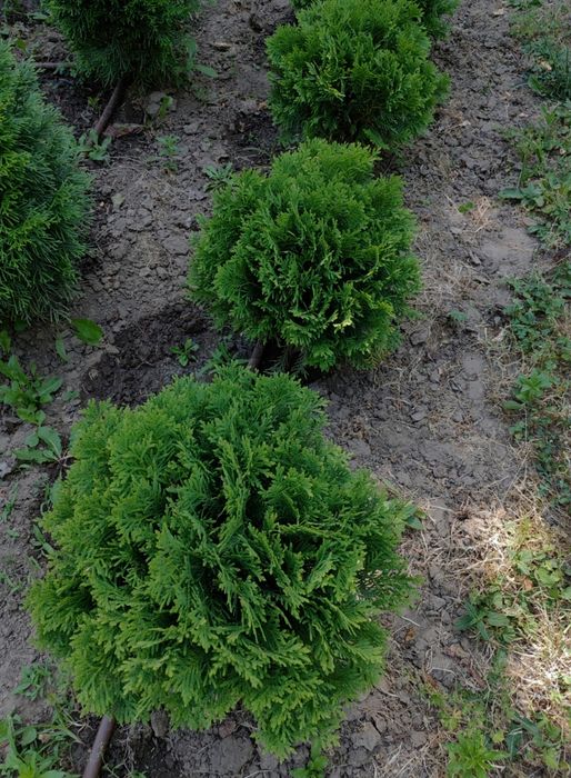 Туя Смарагд, Кълбовидни Туи, Кипариси и други