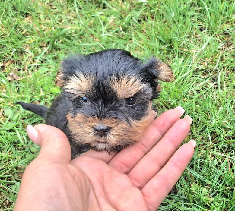 Йоркшийски териер