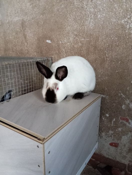 Продавам зайци калифорници.