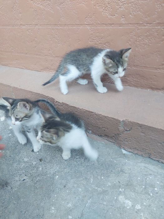 отдаю домашнего котёнка бесплатно  на хороший руки