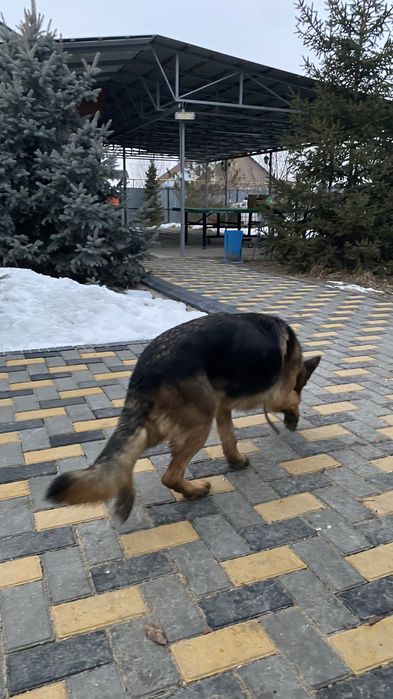 Овчарка,девочка очень умная и дрессирована