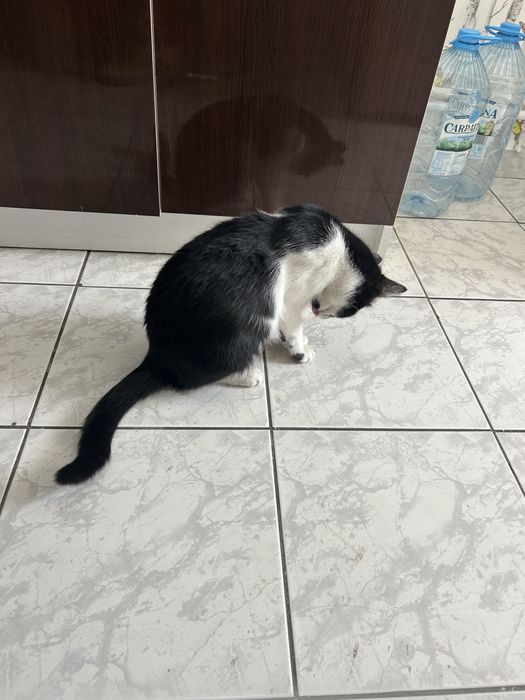 Pisica Gestanta, caut loc temporar de adoptie