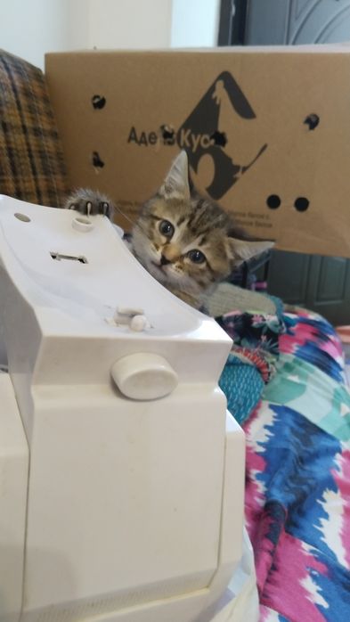 Котенок девочка в добрые руки