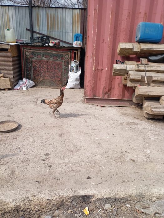 дакан жумырткалары