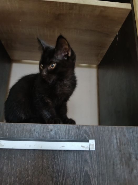 Котёнок девочка 2,5  месяца.
