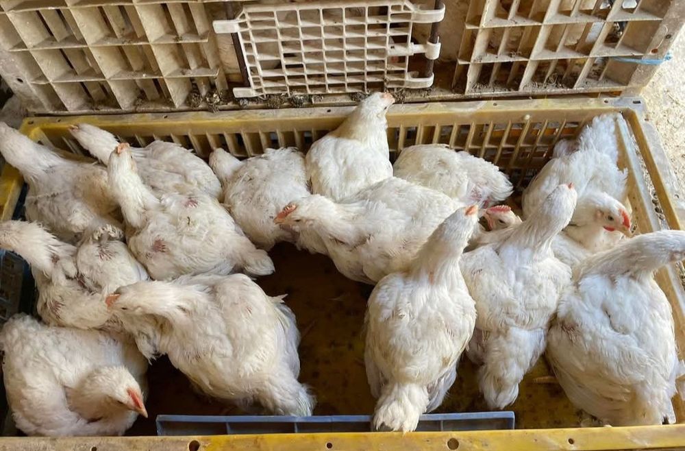 Bună ziua dragi clienți astăzi deschidem prima serie de pui Albi de carne și colorat rasă mixtă