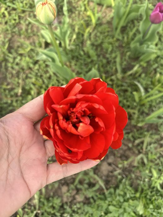 Тюльпаны садовые 300 тенге за 1 шт